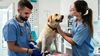 Veterinarian and his assistant helping a dog at a vet hospital.