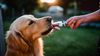 Owner giving her dog a homemade popsicle to help keep her pet hydrated.