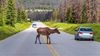 Elk crosses the road in front of moving vehicles, showing the importance of comprehensive coverage.