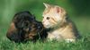 Puppy and kitten sitting together on lawn.