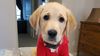 A golden retriever puppy with a red State Farm shirt.