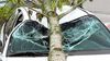 White car damaged by fallen tree.