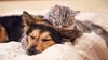 Young dog and cat cuddling on bed.