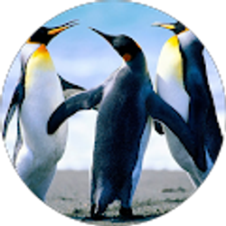 Profile photo of Pasang Tamang