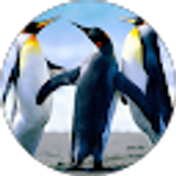 Profile photo of Pasang Tamang