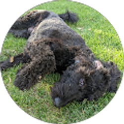 Profile photo of Peter Cesarini