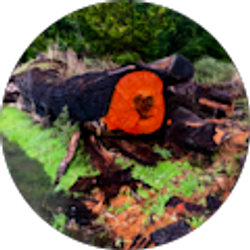 Profile photo of Tomas Austin