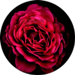 Profile photo of Aisha Safi