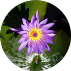 Profile photo of Pam Pegues