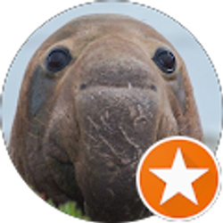 Profile photo of Mando