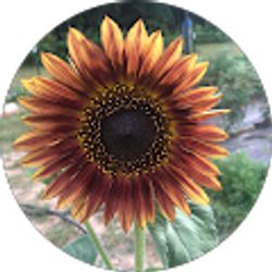 Profile photo of Karrie Morrow