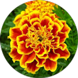 Profile photo of Sunita Buchana