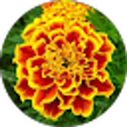 Profile photo of Sunita Buchana