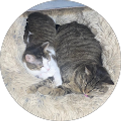 Profile photo of charlie rene