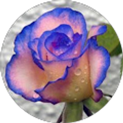 Profile photo of Marge Werden