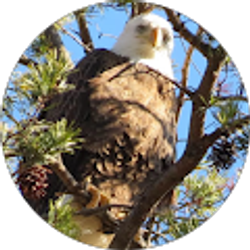 Profile photo of Lee Harris