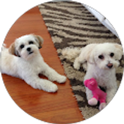 Profile photo of Sharon Hsu