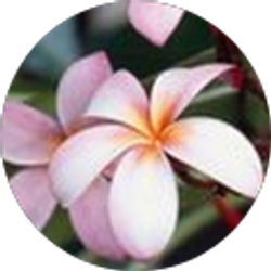 Profile photo of Pegi Phillips-Sapp