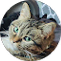 Profile photo of Dragon Donut