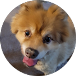 Profile photo of Ray Williams