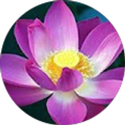 Profile photo of Nikki Lee