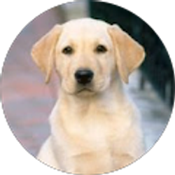 Profile photo of Salvatore Bordone