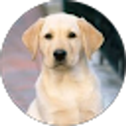 Profile photo of Salvatore Bordone