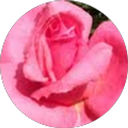 Profile photo of Amy Sanda