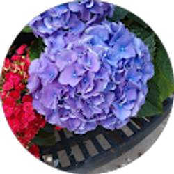 Profile photo of Patricia Dorsey