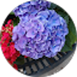 Profile photo of Patricia Dorsey