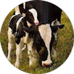 Profile photo of Kristen Livermore