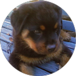 Profile photo of sychamp Champion