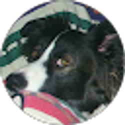 Profile photo of E. Lev