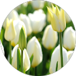 Profile photo of #Super Cool Girl