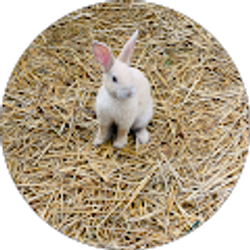 Profile photo of P SL