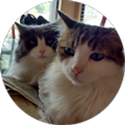 Profile photo of Beto Gato