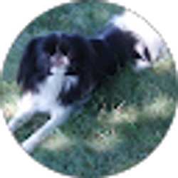 Profile photo of Christopher Bellizzi