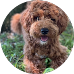 Profile photo of Kelley McDonald