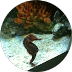 Profile photo of Y H