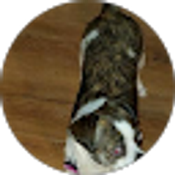 Profile photo of Bryan Cordova