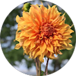 Profile photo of Cynthia Alvarez