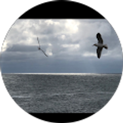 Profile photo of Robert S