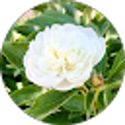 Profile photo of Sara Griggs