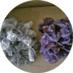 Profile photo of Mary Scott