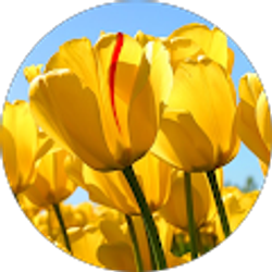 Profile photo of Jackie Falce