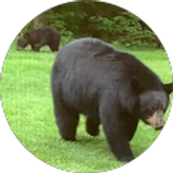 Profile photo of Chris Robin