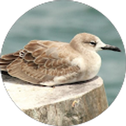 Profile photo of Claudia Flores