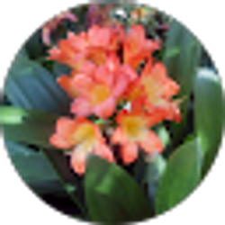 Profile photo of Julie Northrup