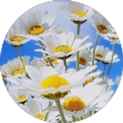 Profile photo of diana paulsen