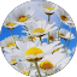 Profile photo of diana paulsen